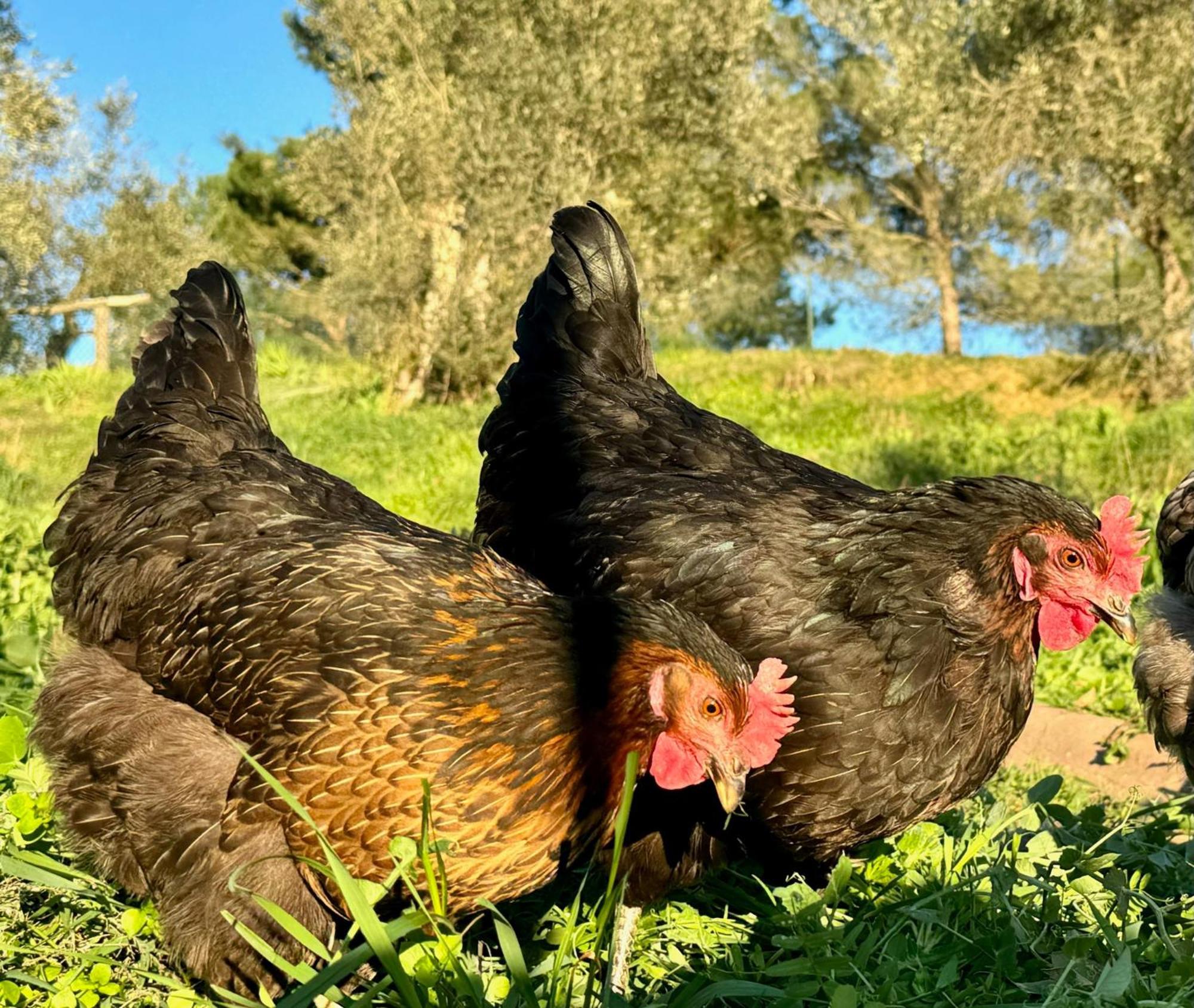 Agriturismo Dandelion Città della Pieve Dış mekan fotoğraf