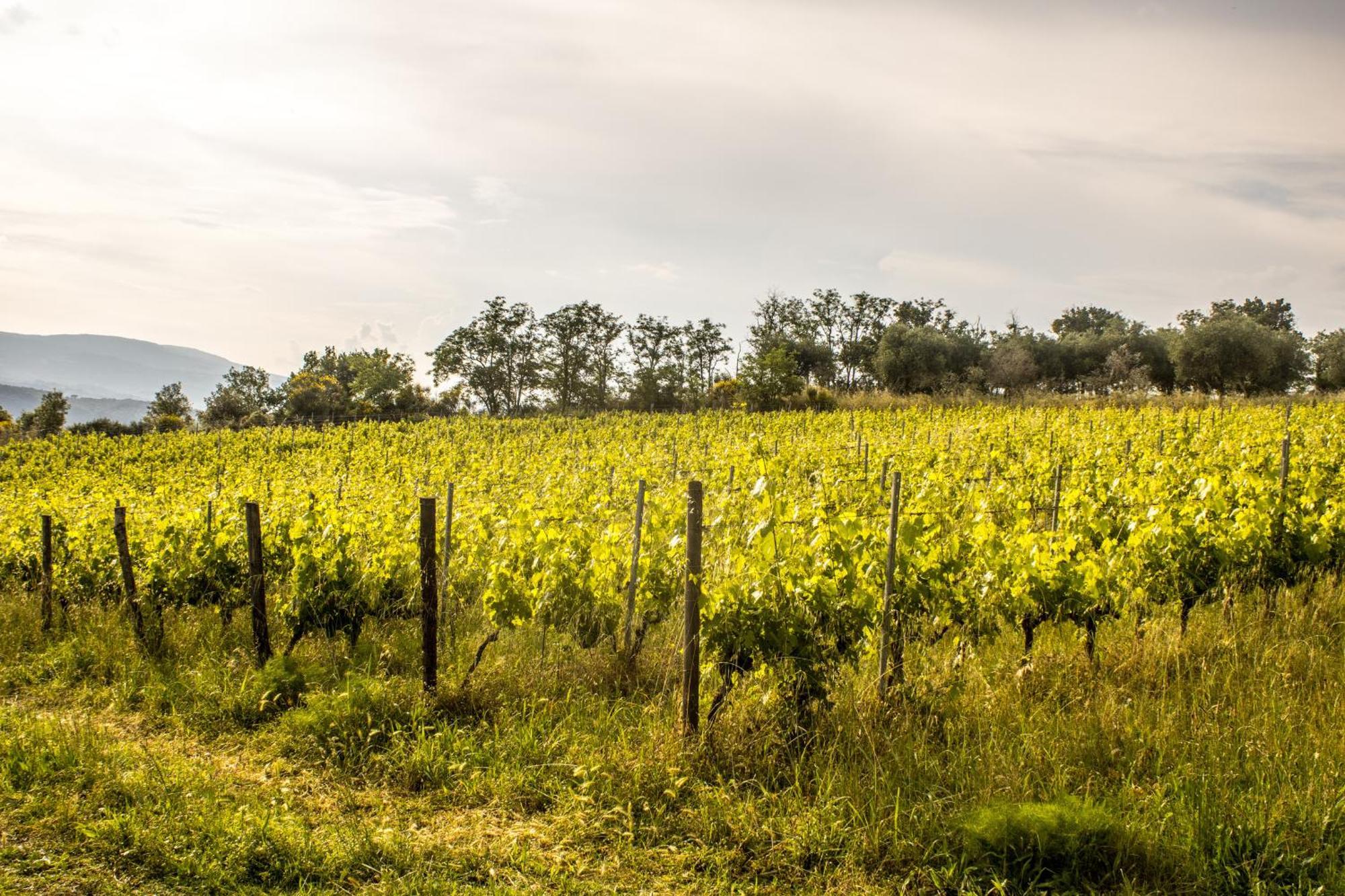 Agriturismo Dandelion Città della Pieve Dış mekan fotoğraf