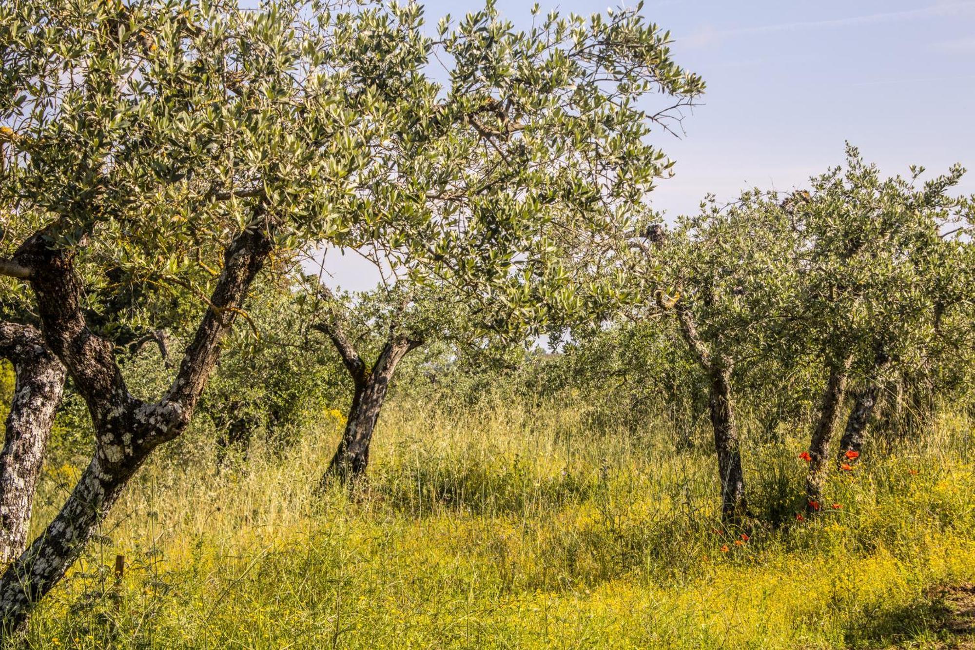 Agriturismo Dandelion Città della Pieve Dış mekan fotoğraf