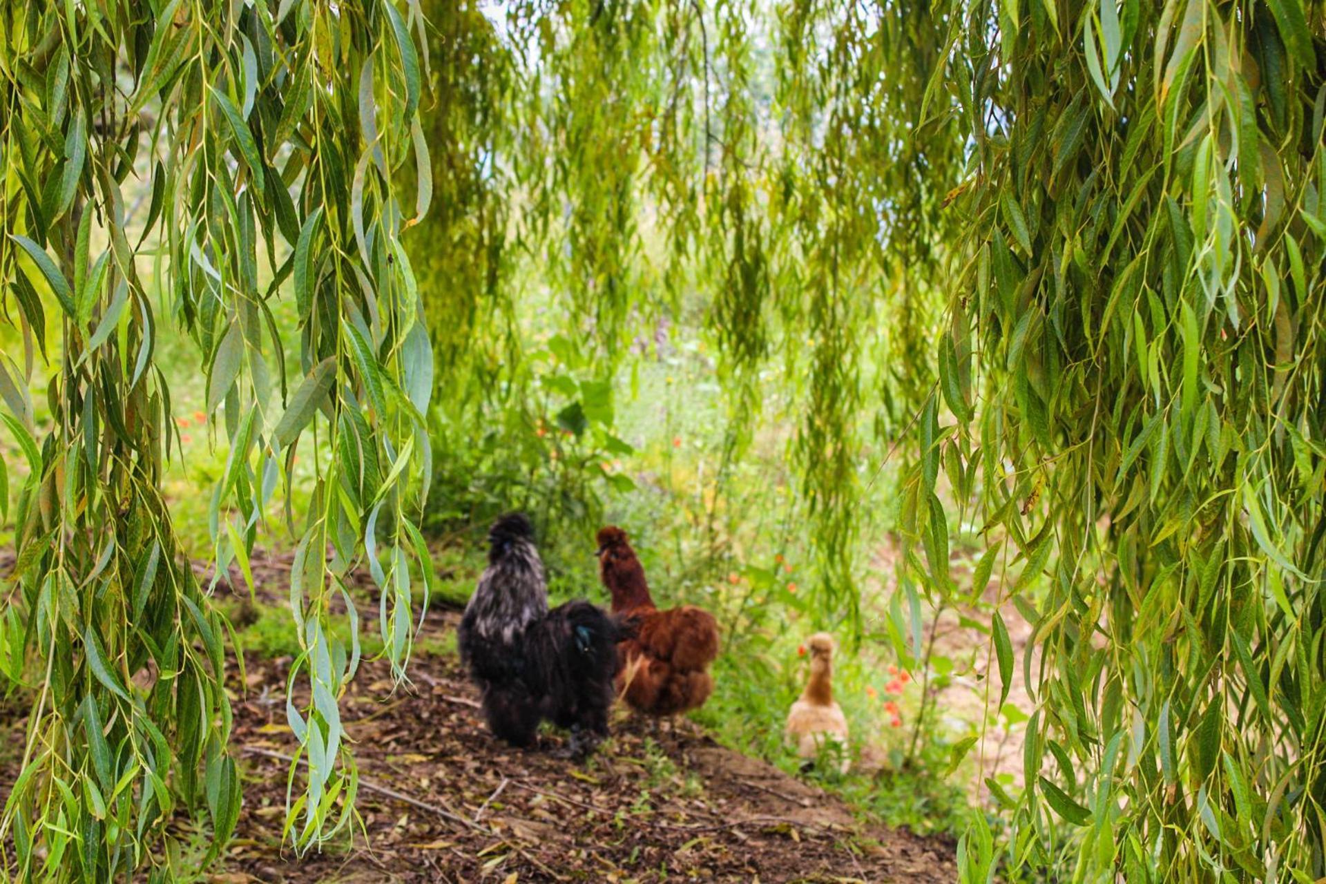 Agriturismo Dandelion Città della Pieve Dış mekan fotoğraf